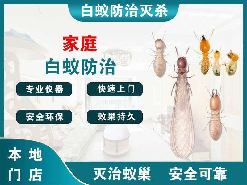 如皋家庭白蚁防治